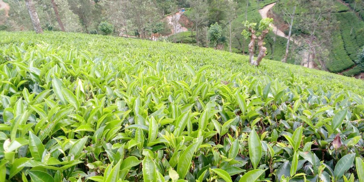 Lavendra Guset House Hotel Nallathanniya Bagian luar foto